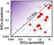 Radiogenic Ca isotopes confirm post-formation K depletion of lower crust