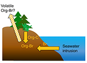 Sea level rise produces abundant organobromines in salt-affected coastal wetlands