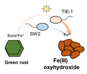 Oxidation of green rust by anoxygenic phototrophic Fe(II)-oxidising bacteria