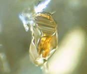 Extreme 18O-enrichment in majorite constrains a crustal origin of transition zone diamonds