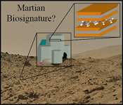 Experimental clues for detecting biosignatures on Mars