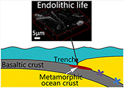 Past endolithic life in metamorphic ocean crust