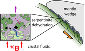 Metamorphic olivine records external fluid infiltration during serpentinite dehydration