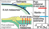 Potassium isotope evidence for sediment recycling into the orogenic lithospheric mantle