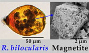 Magnetic foraminifera thrive in the Mariana Trench