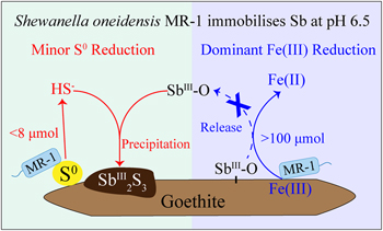 Iron(III) reducing bacteria immobilise antimonite by respiring elemental sulfur