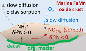An isotopically light nitrogen reservoir in the ocean: evidence from ferromanganese crusts