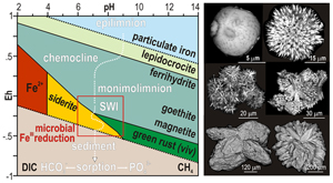 Authigenic minerals reflect microbial control on pore waters in a ferruginous analogue