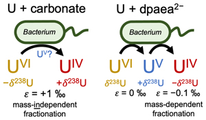 The isotopic signature of UV during bacterial reduction