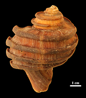 Preserved macroscopic polymeric sheets of shell-binding protein in the Middle Miocene (8 to 18 Ma) gastropod Ecphora